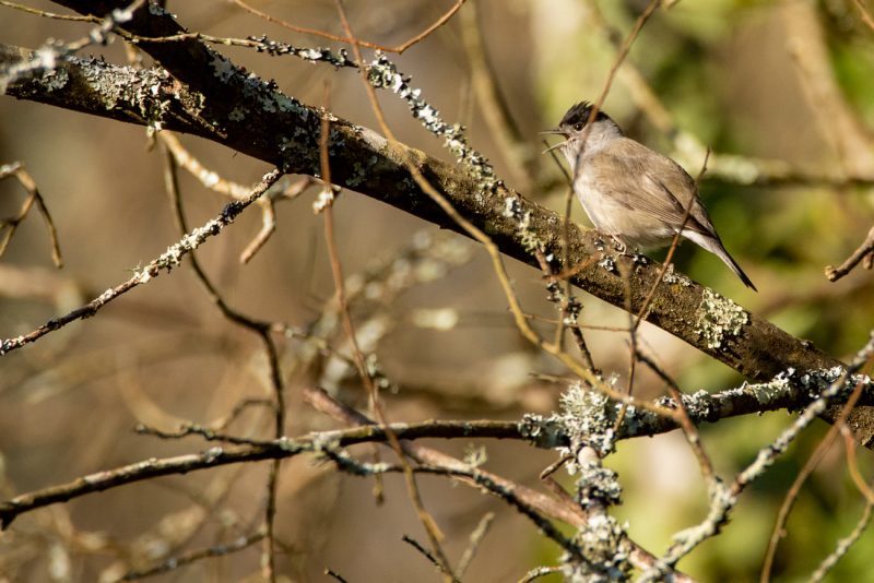 Fauvette à tête noire mâle